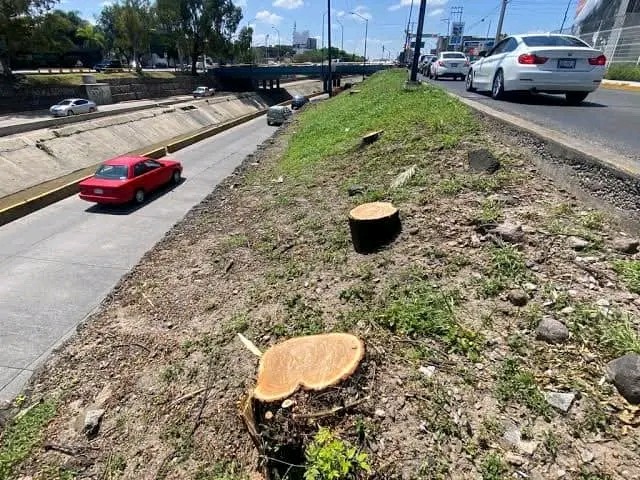Reconoce Ale Gutiérrez que fue incorrecta tala de árboles en Malecón; es de humanos equivocarse