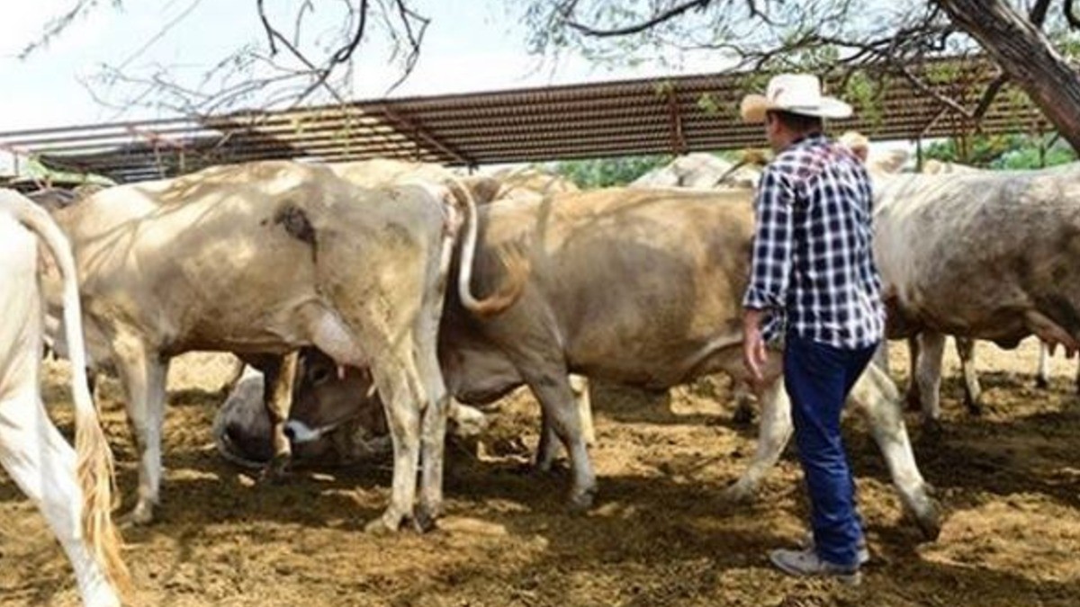 Agroindustriales y ganaderos temen ante plagios: SDAyR