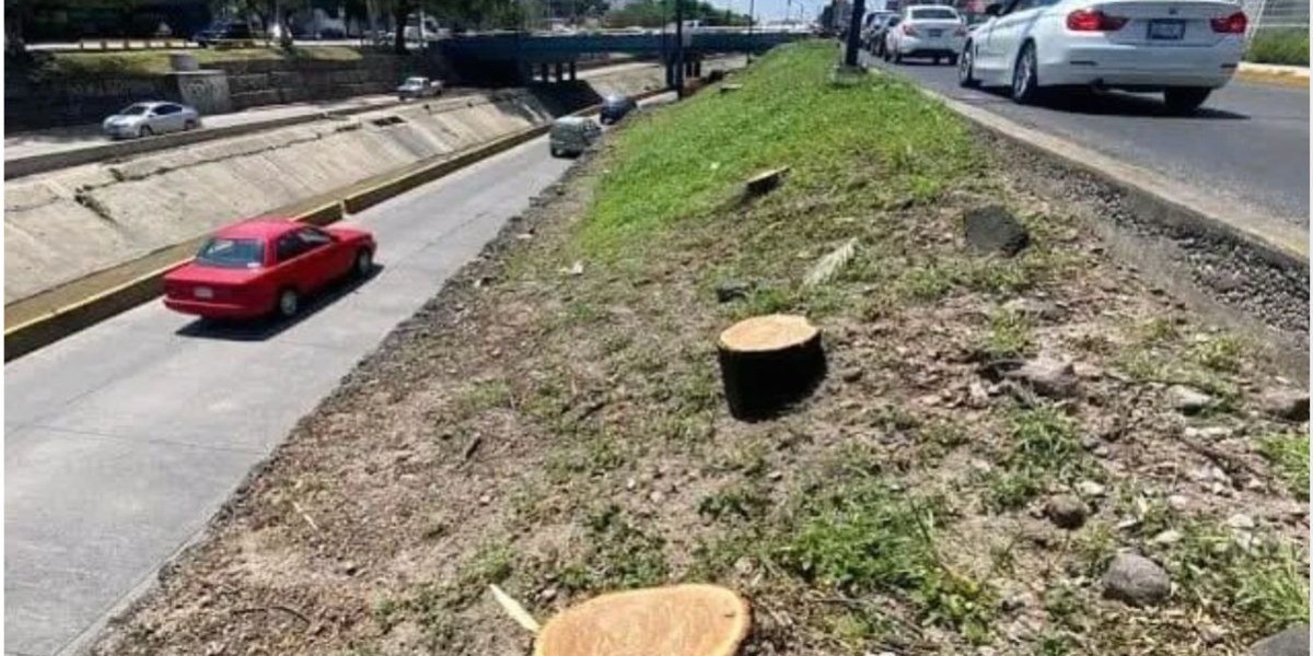 Gobierno de León plantará 11 mil árboles para compensar talas