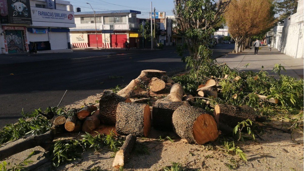 Enoja a leoneses otra tala 'clandestina'; tiene permiso: PC