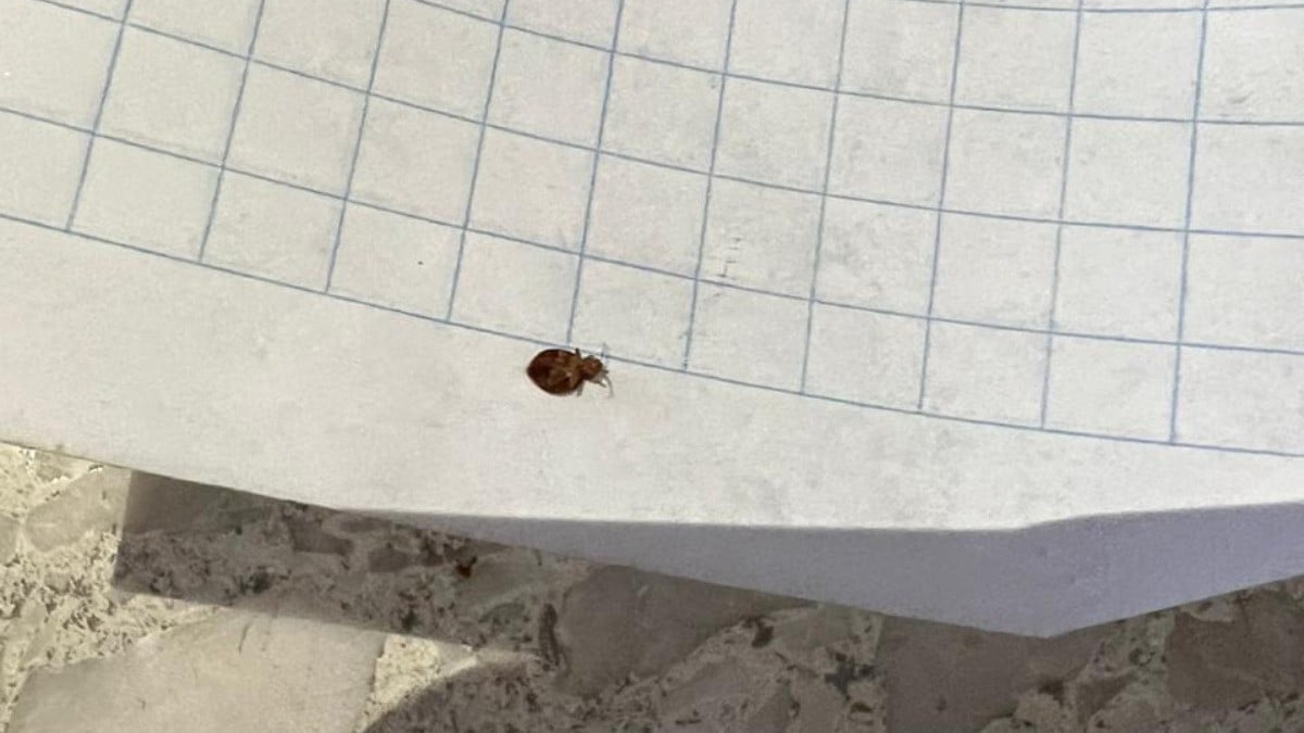 Llama SSG a mantener higiene desde el hogar para evitar plagas de chinches en escuelas