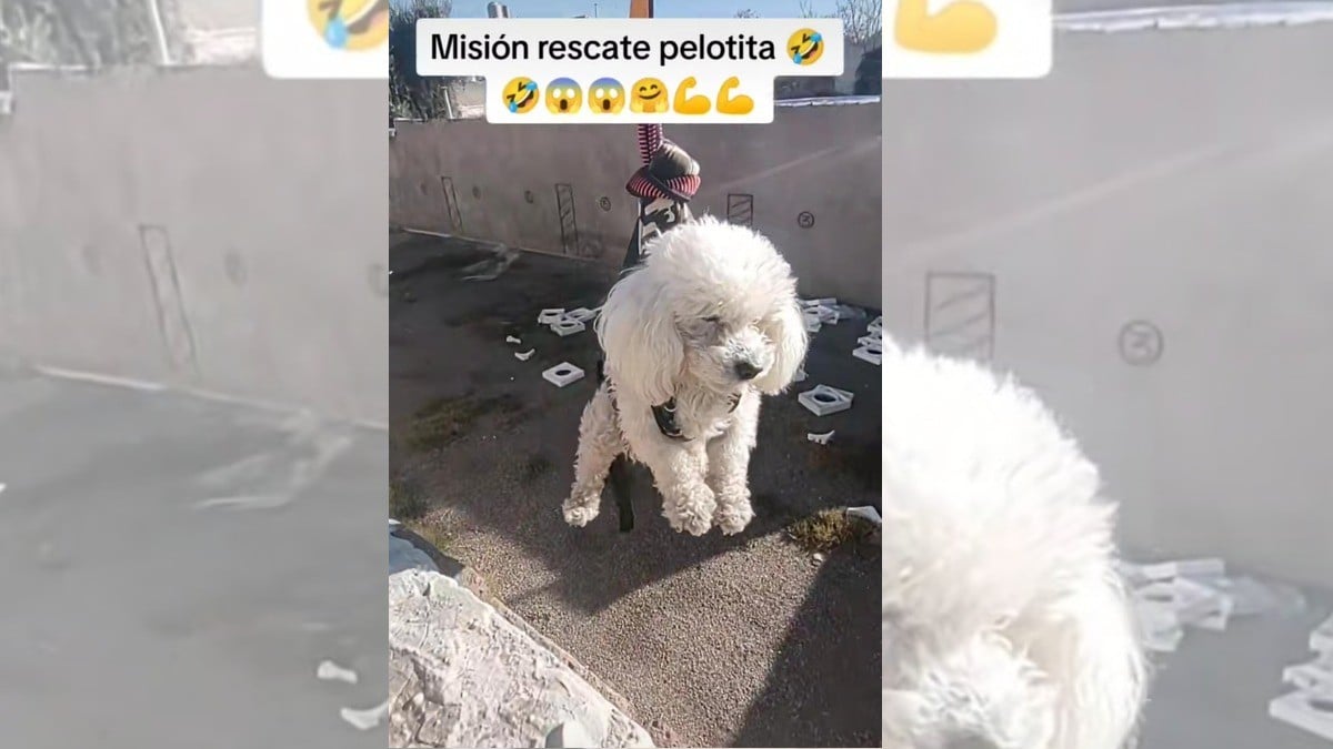 Lomito se lanza a baldío para rescatar su pelota