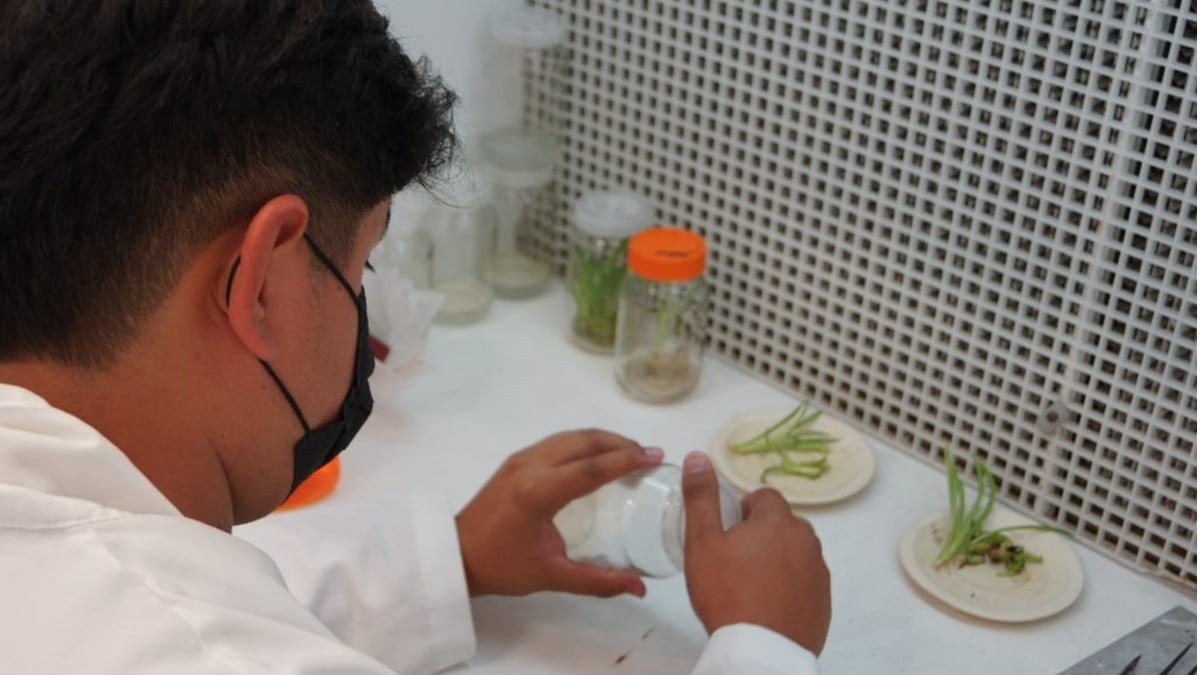 Capacita Diciva en técnicas de biotecnología vegetal