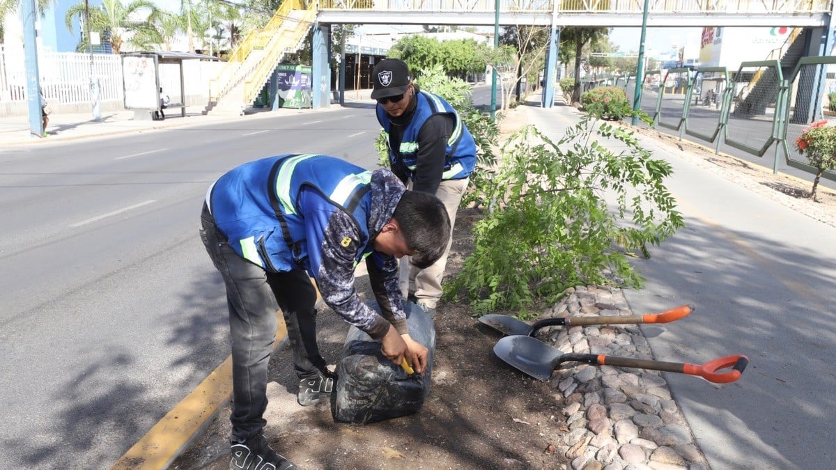 Planta municipio 533 árboles alrededor del Malecón del Río