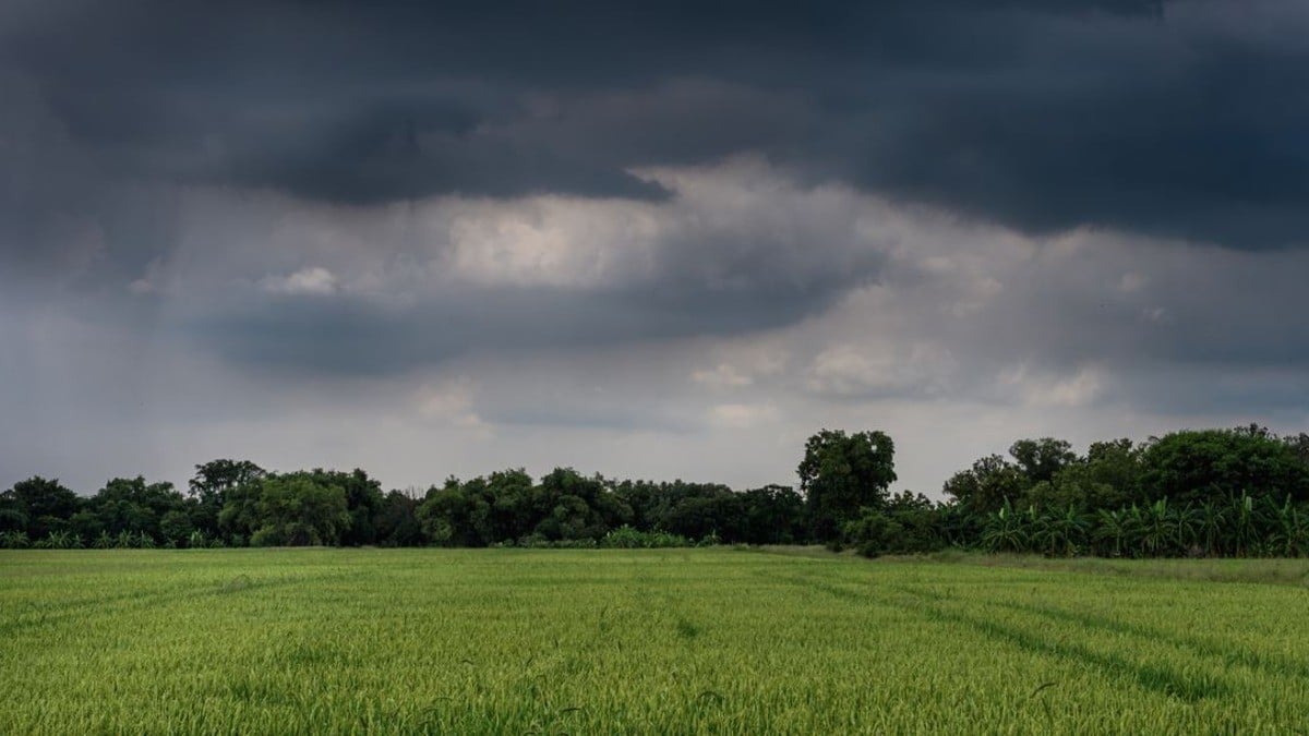 Lluvias dan respiro a agricultores de zona norte