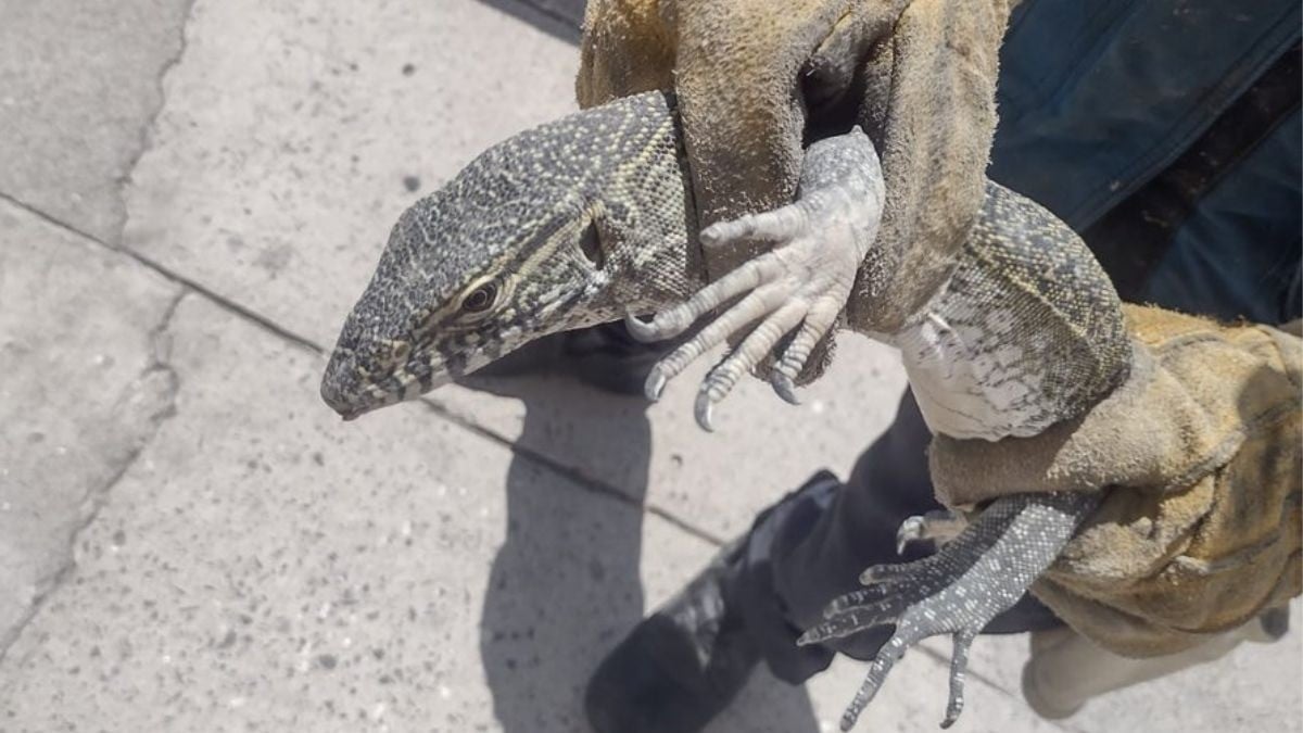 ¡Atrapan a dragón de Komodo en Celaya!