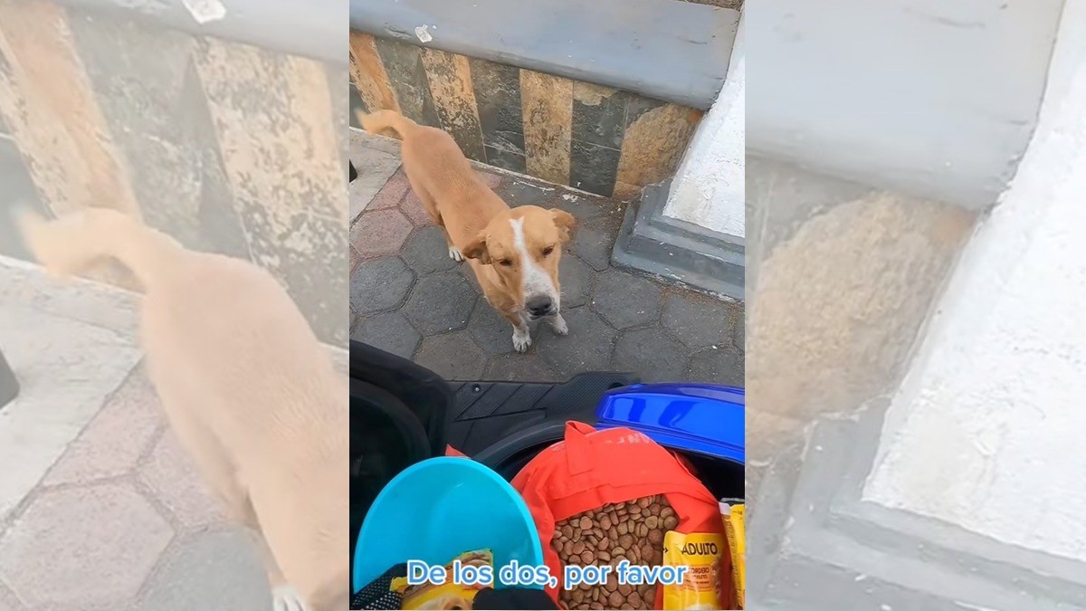 Motociclista sale a repartir comida a lomitos de la calle