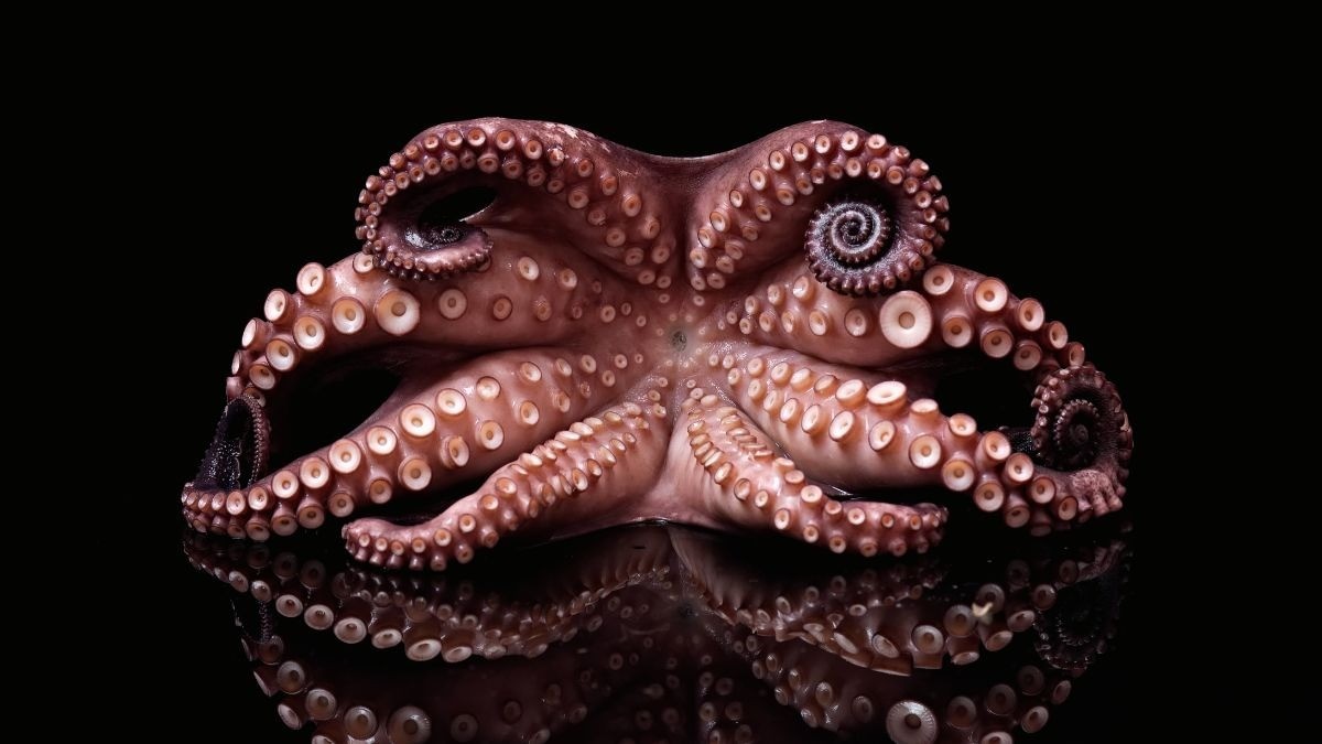 Descubren pulpo atascado ¡en la garganta de un hombre!