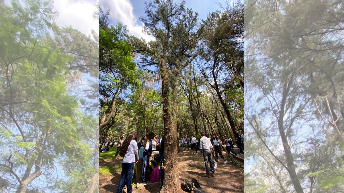 Tiene Zoo León 60 árboles que deben ser talados: Rigoberto Montes