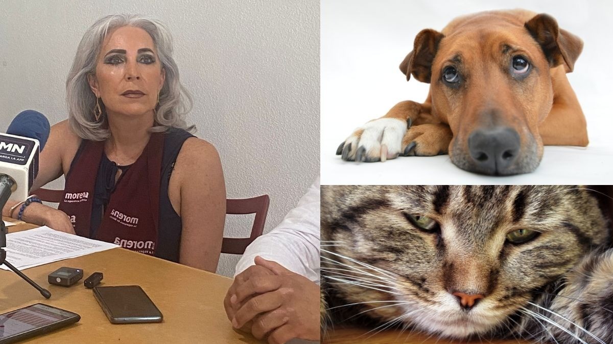 Construir Hospital Veterinario sería un delito: Bárbara Botello