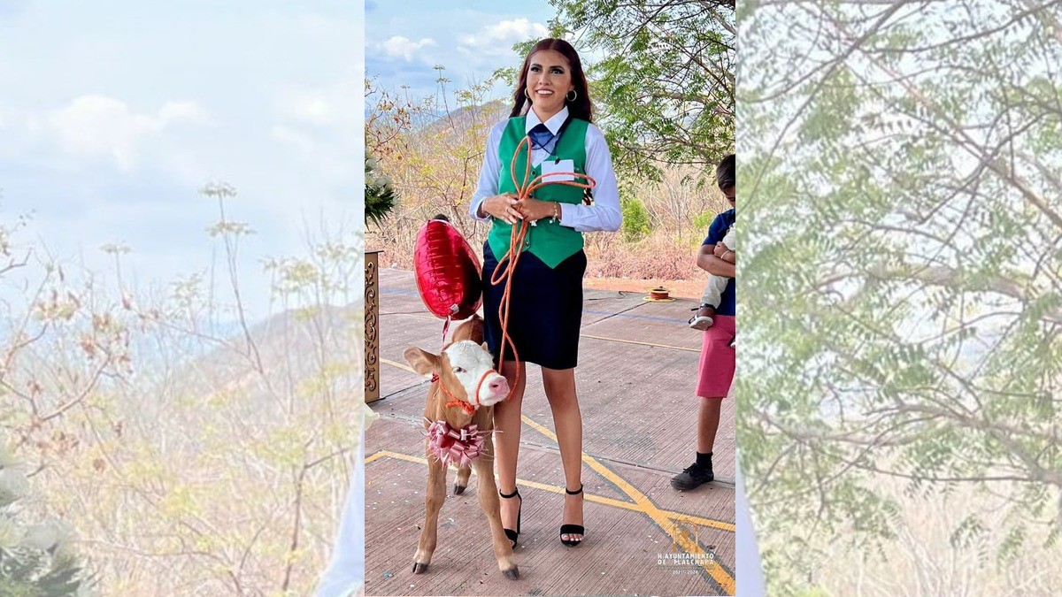 Estudiante recibe becerro como regalo de graduación