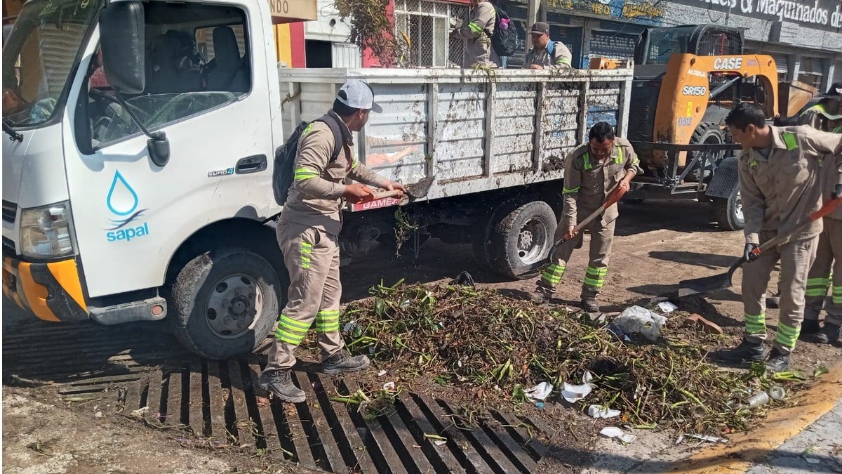 Reporta SSPPCC la caída de 195 árboles por fuertes vientos