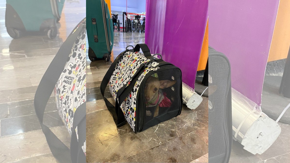 Perrita chihuahua es olvidada en el aeropuerto por sus dueños