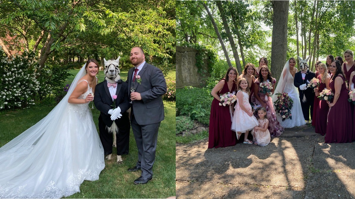 Pareja celebra su boda con una llama vestida de esmoquin