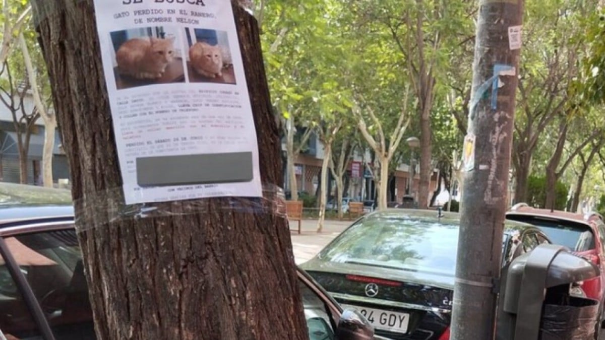 Viralizan al gato perdido que se encontró a sí mismo