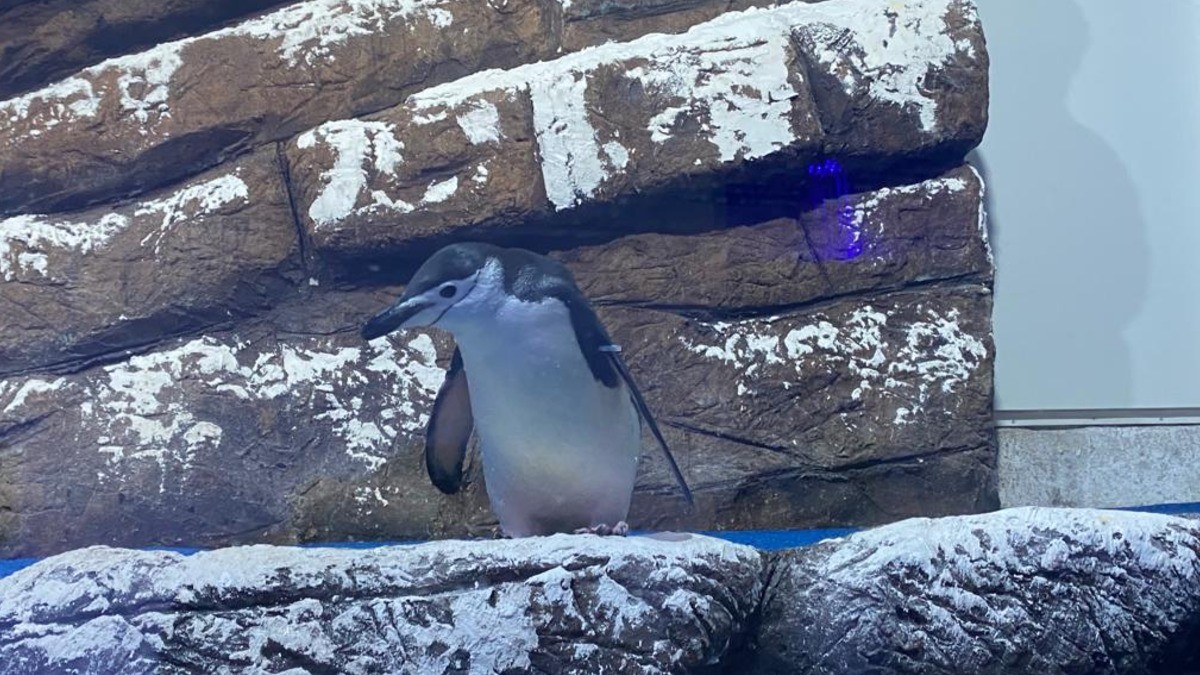 Llegan los pingüinos Barbijos a León