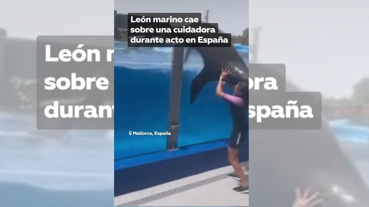 León marino se “arroja de la tercera cuerda” contra su cuidadora