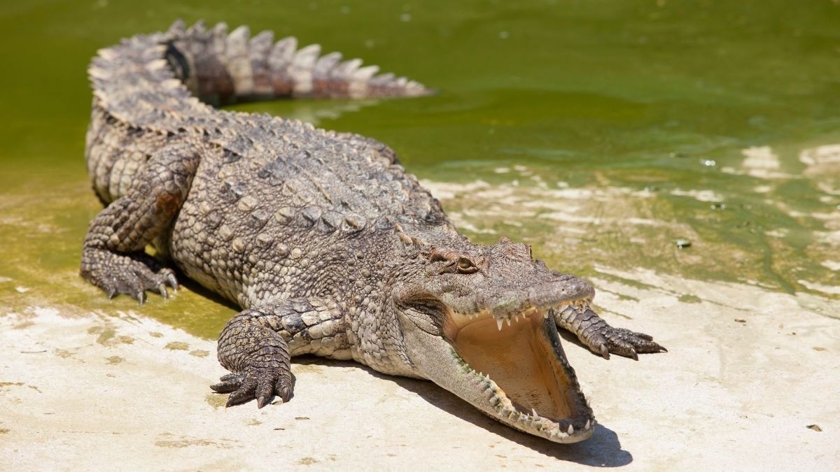 ¡Cocodrilo en presa de León!