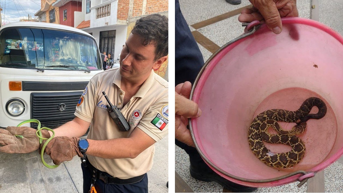 Respetar la vida animal pide Protección Civil; son tres los venados que han sido lastimados