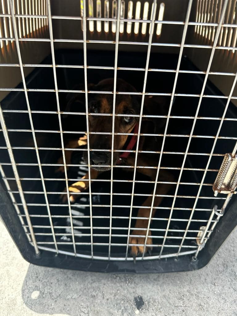 Aumenta casos de maltrato animal en Guanajuato y en el país