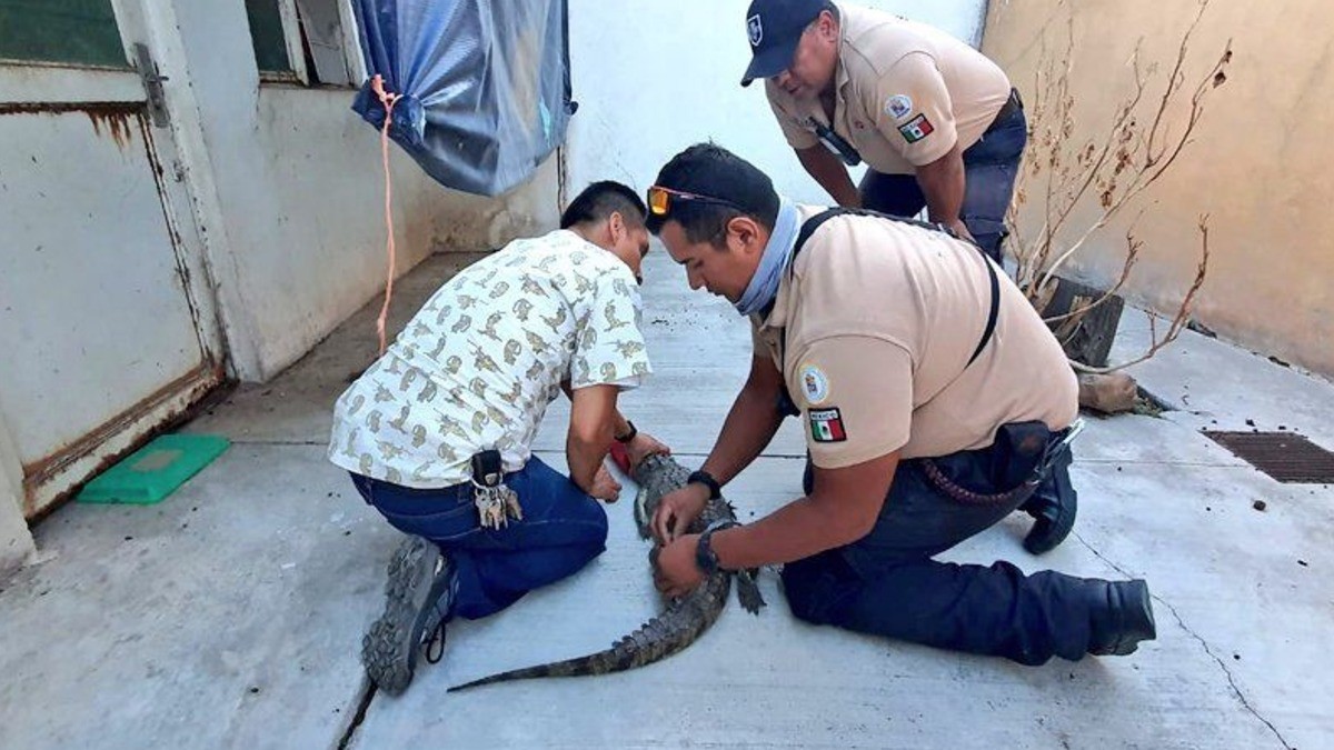 Profepa decidirá dónde se alojará el cocodrilo hallado en León