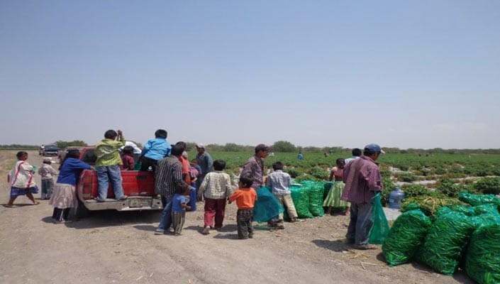 El 38% de los jornaleros que llegaron a León son menores de edad