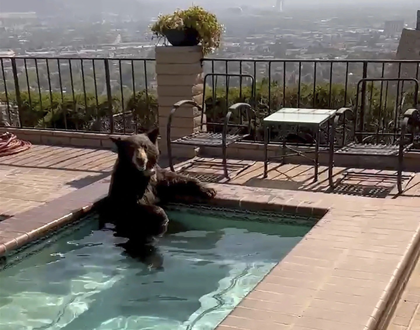 Sorprende a familias oso en su jacuzzi