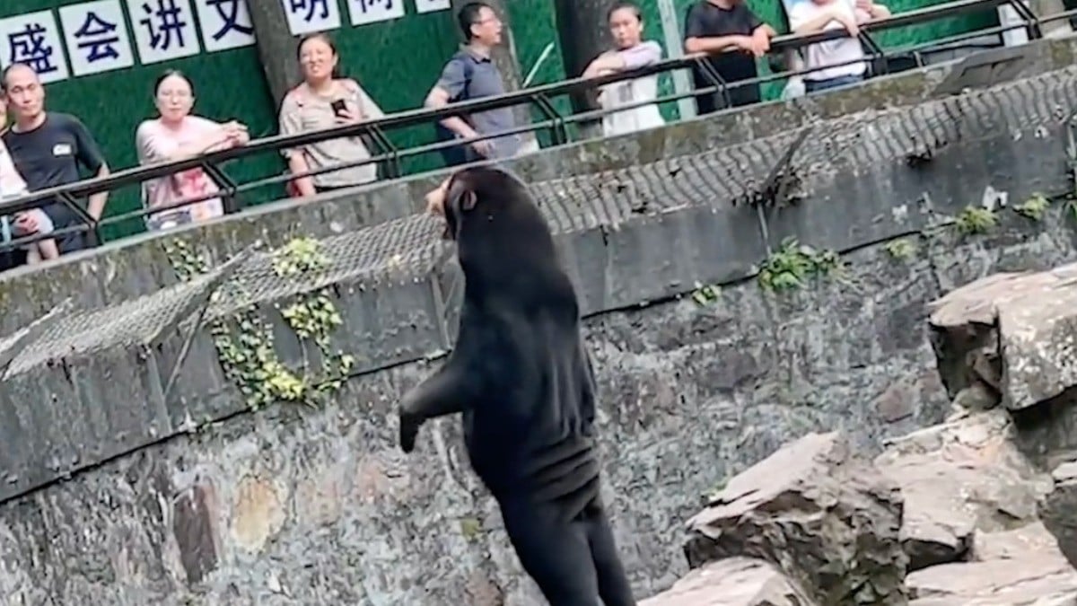 ¡Que sí son osos! Zoológico afirma que su exposición no es un hombre disfrazado
