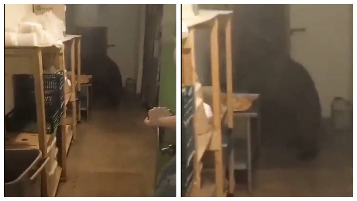 Oso se mete a panadería y se come más de 125 empanadas (VIDEO)