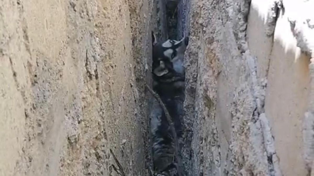 Rescatan a perrito husky atrapado entre dos muros