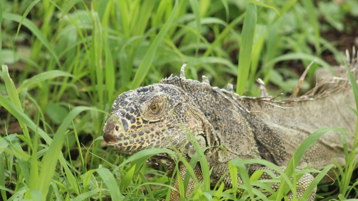 Casas en áreas naturales propician presencia de animales