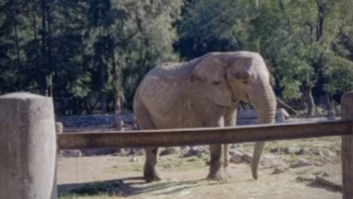 Fallece elefante Davy en Zoo León