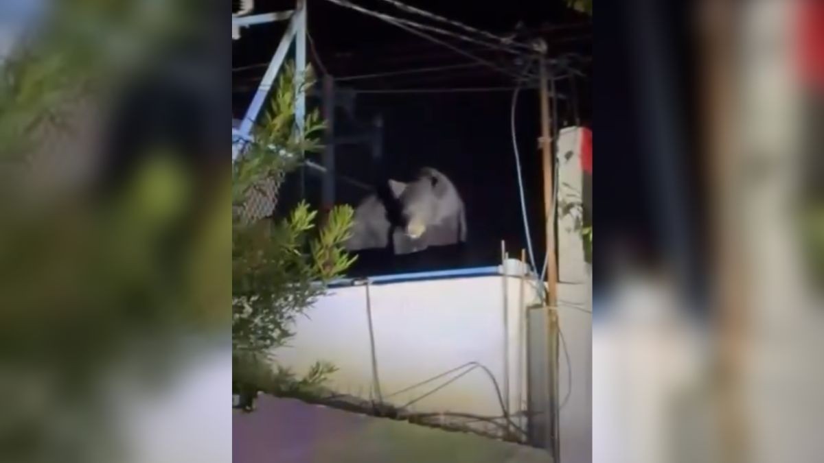 VIDEO Captan a oso en el techo de una casa en Piedras Negras