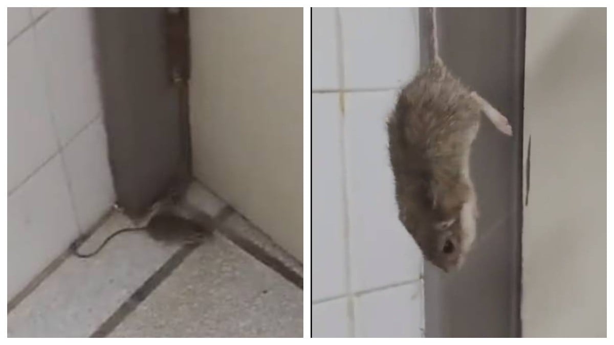 Enfermera graba ratón en ISSSTE y la despiden (VIDEO)