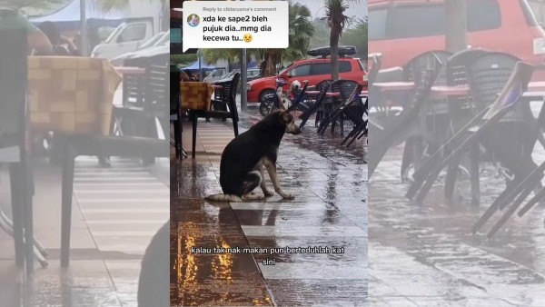 Perrita se reencuentra con su familia gracias a TikTok