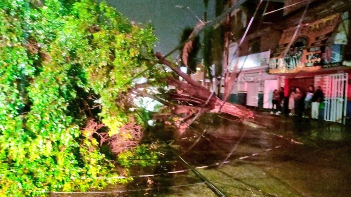 Lluvias derriban más de 400 árboles en León