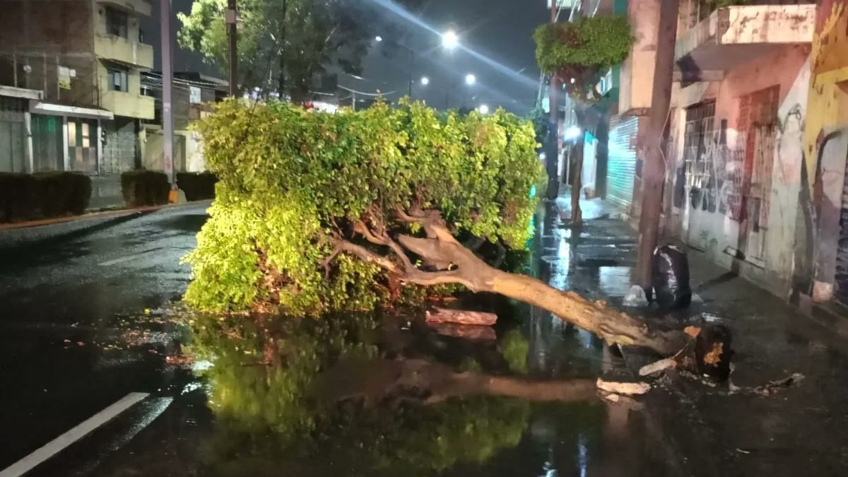 Tormenta azota a León durante la madrugada; deja árboles, postes y espectaculares caídos