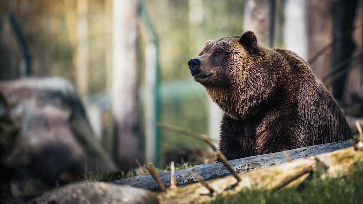 VIDEO: Este oso da las gracias como persona a conductor que le dio el paso