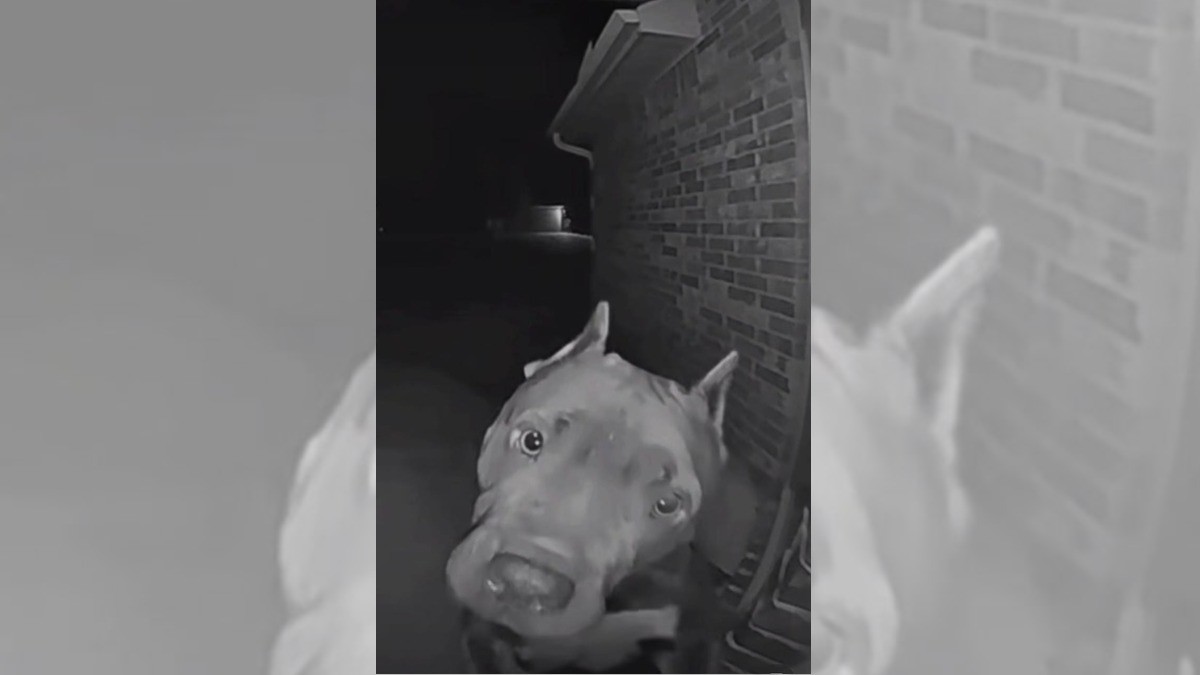 Perrito toca el timbre de su vecina para que juegue con él a las 4 am