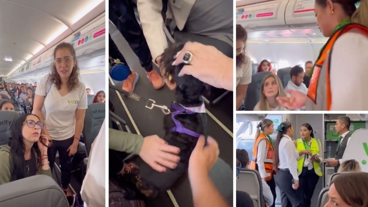 Viva Aerobus intenta bajar a mujer que viajaba con un perro de apoyo emocional