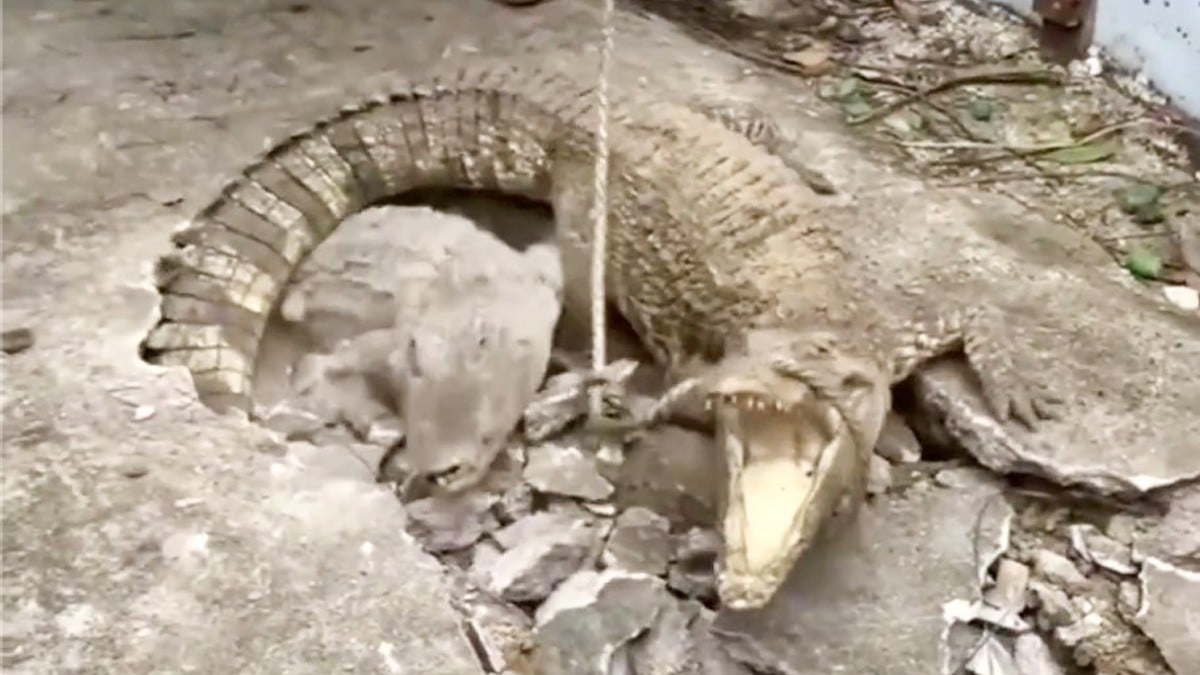 Escuchan ruidos en el suelo y al reventar el concreto salen tres grandes cocodrilos