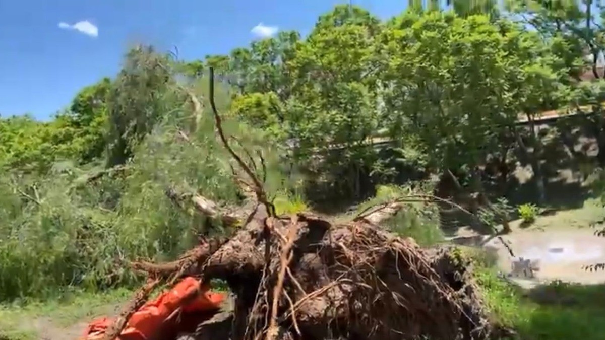 Caen dos árboles del Malecón del Río en obras del municipio