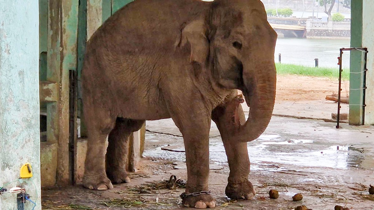 Zoológico mantiene encadenadas a dos elefantas; argumentan que no hay rejas