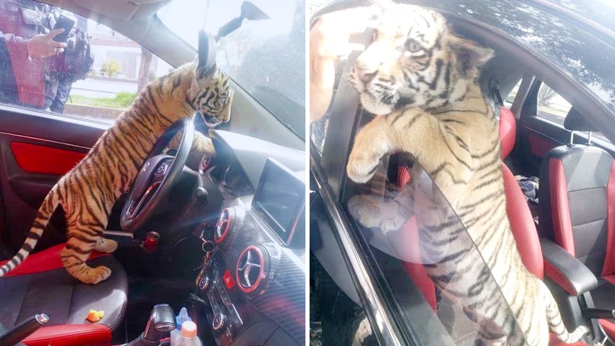 VIDEO: Detienen a hombre que paseaba a un cachorro de tigre en su coche