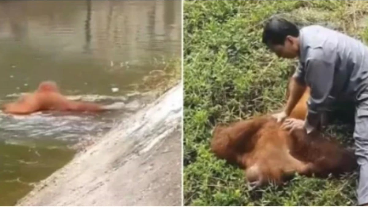Cuidador salta a pozo para salvar a un orangután de ahogarse