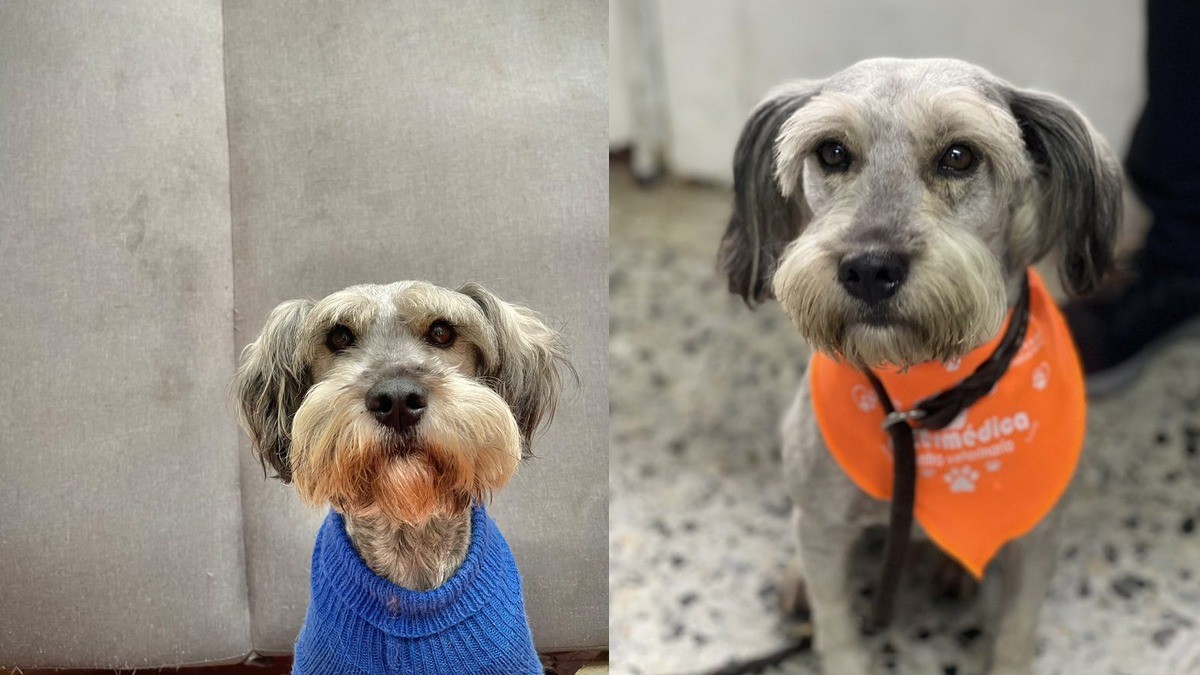 Dejan plantado a lomito el día de su adopción