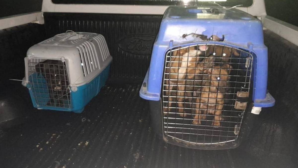 Rescatan 65 perros pitbull de criadero ilegal en Nuevo León