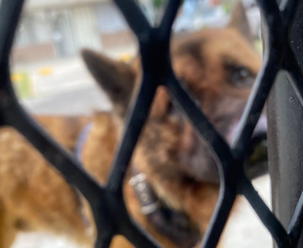 Perrito Kuko, guía de abuelito ciego, es muerto a golpes