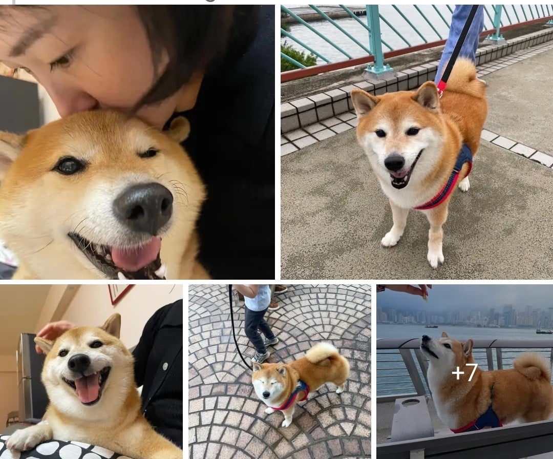 Lomito popular en Internet se nos adelanta; ¡hasta pronto ‘Cheems’!