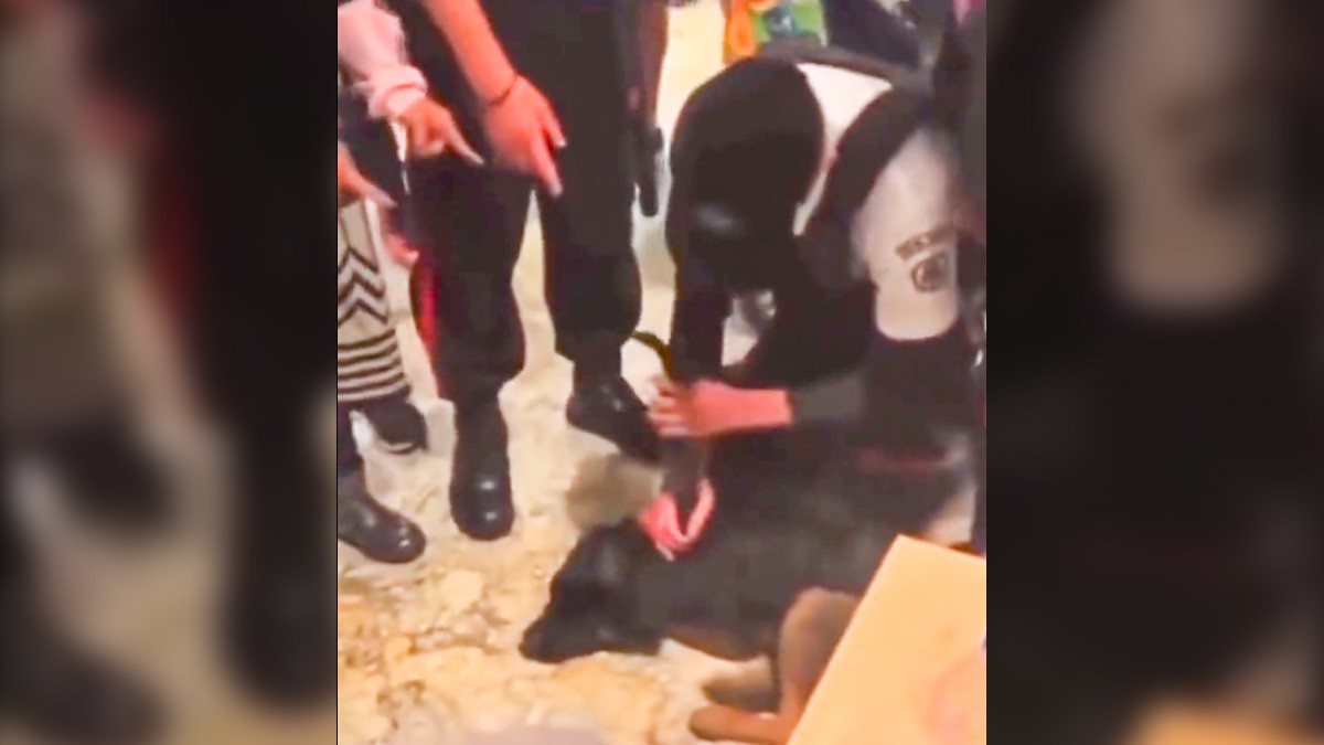 VIDEO: Golpean y someten a perro que ingresó a centro comercial para protegerse de la lluvia